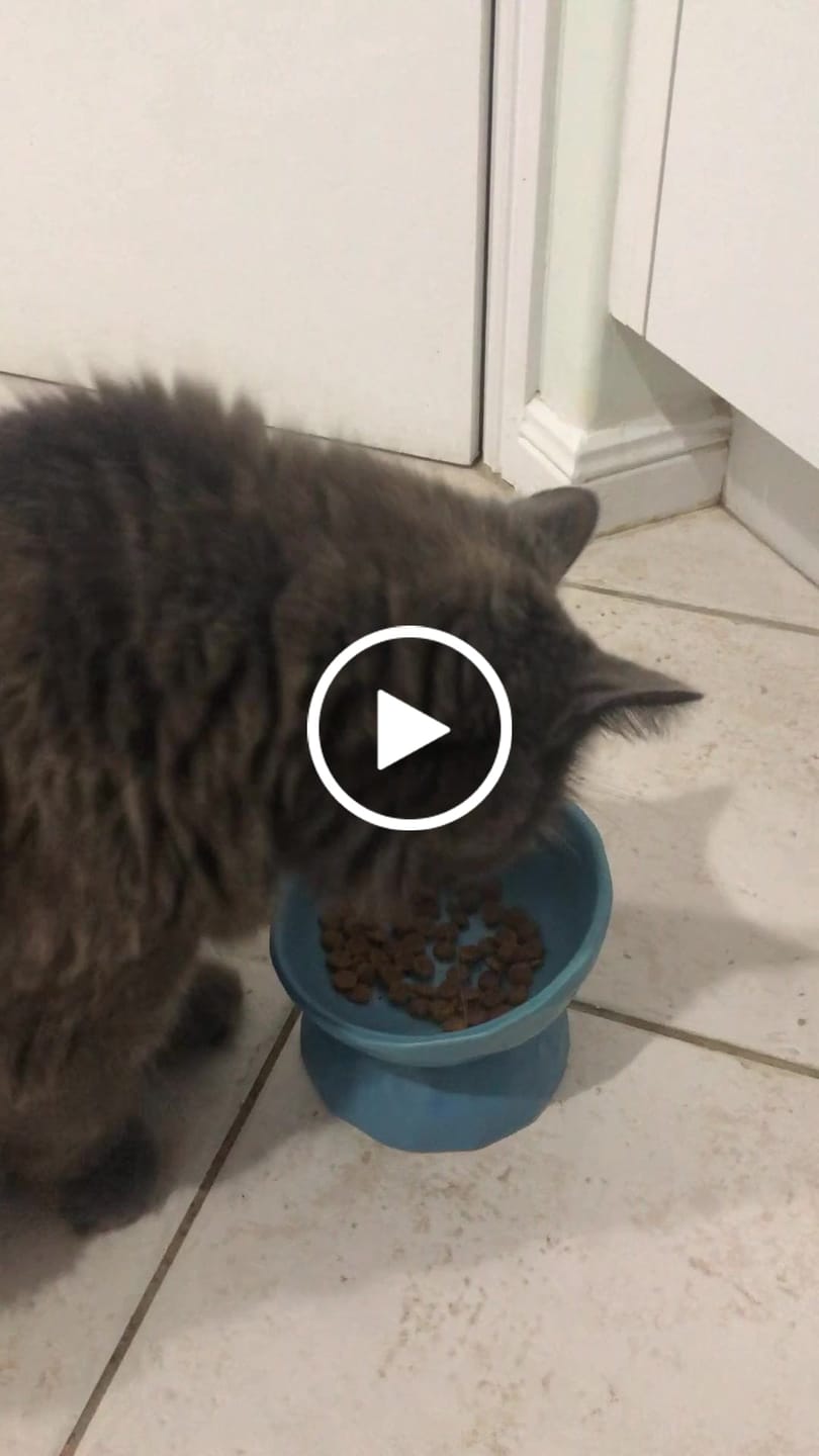 Customer video review of Tilting Ceramic Cat Bowls With Uneven Texture