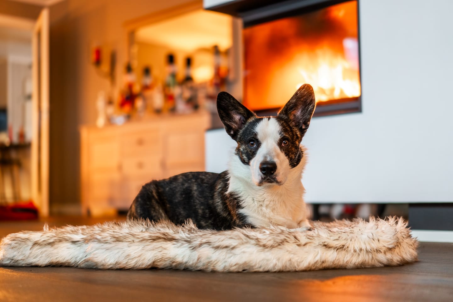 Customer photo review of ComfyRug Original - Hundeseng med premium memory foam