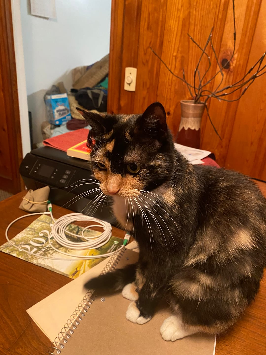 Customer photo review of Healthy Skin for Cats - Cat Miliary Dermatitis, Skin Allergy & Cat Scabs Remedy