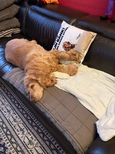 Customer photo review of Onze bank (honden) - Gepersonaliseerde kussen