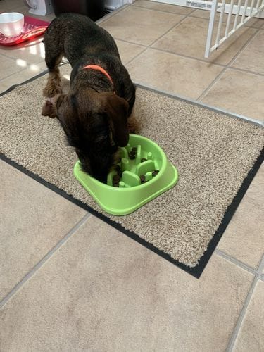 Customer photo review of Grain-Free Venison with Mulberry & Sweet Potato