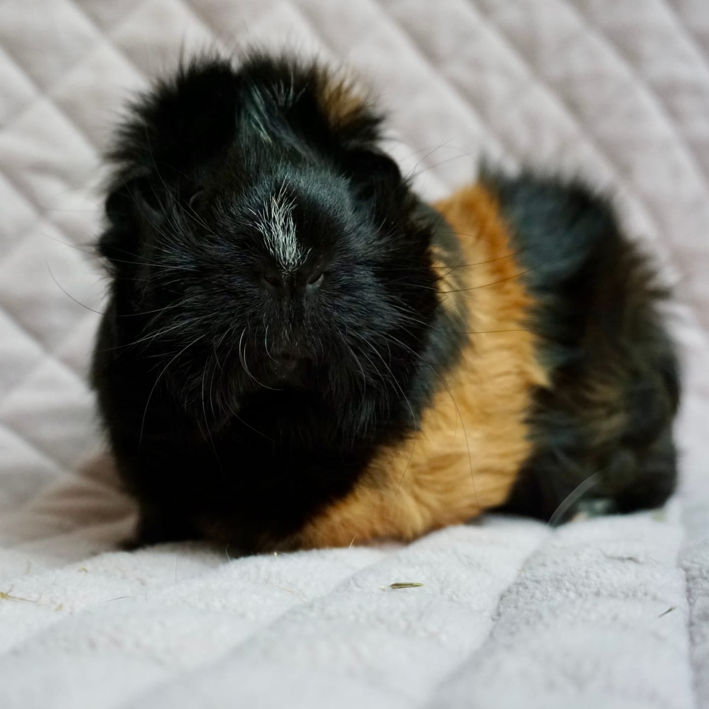 Customer photo review of Premium GuineaDad Liner