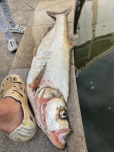 Customer photo review of Kanama Smart Bait - DuoCatch Pack