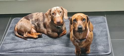 Customer photo review of Superfood Angus Beef with Carrot, Green Beans, Cauliflower, Tomato & Courgette (Small Kibble)