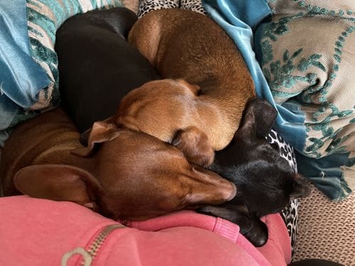 Customer photo review of Grain-Free Duck with Sweet Potato & Orange (Small Kibble)