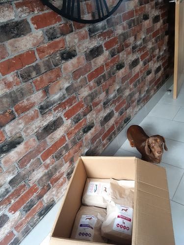 Customer photo review of Grain-Free Venison with Mulberry & Sweet Potato