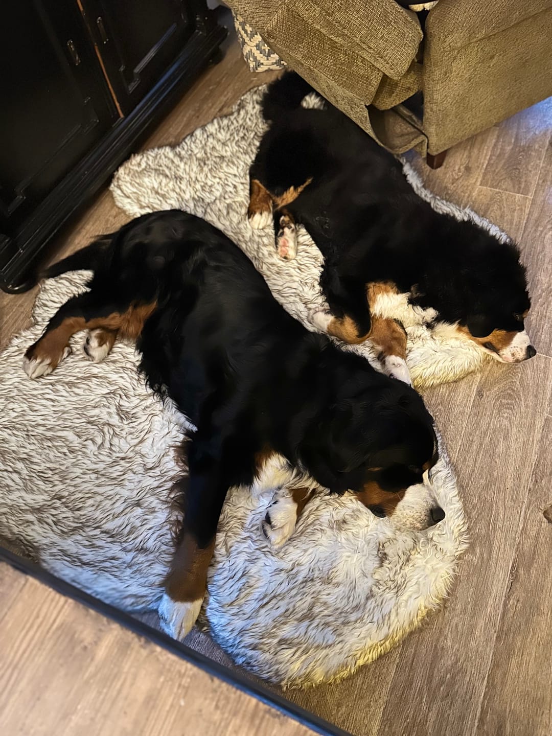 Customer photo review of ComfyRug Original - Hundeseng med premium memory foam