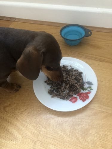 Customer photo review of Grain-Free Duck with Sweet Potato & Orange (Small Kibble)
