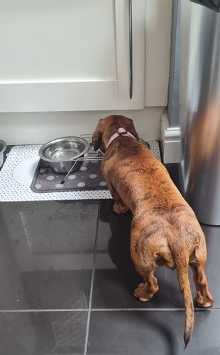 Customer photo review of Superfood Angus Beef with Carrot, Green Beans, Cauliflower, Tomato & Courgette (Small Kibble)