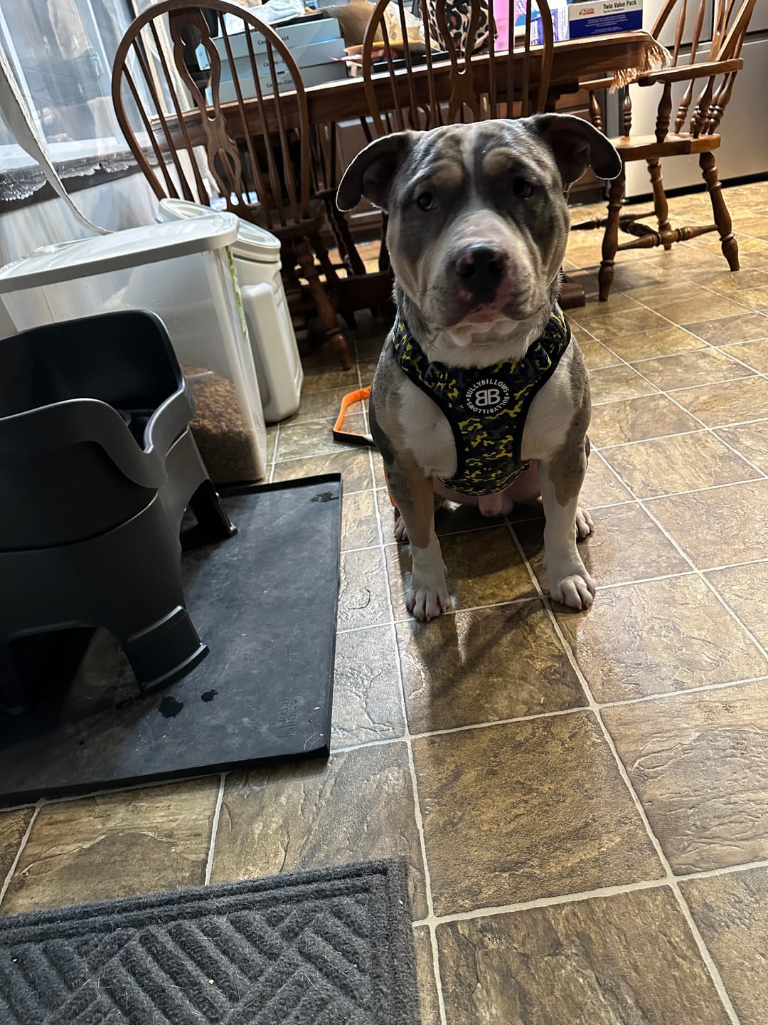 Customer photo review of Premium Comfort Harness | Non Restrictive & Adjustable - Lightning v2.0