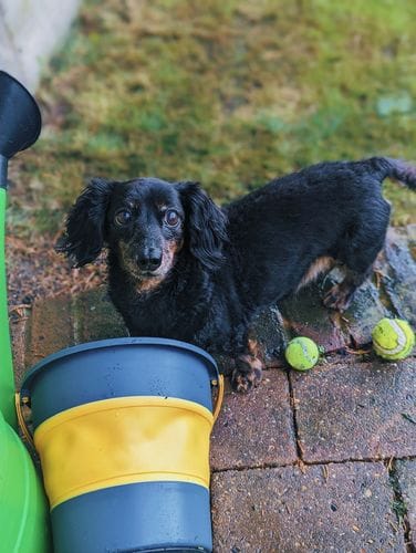 Customer photo review of Superfood Light Free Range Turkey with Parsley, Papaya, Nettle, Zucchini & Pumpkin (Small Kibble)
