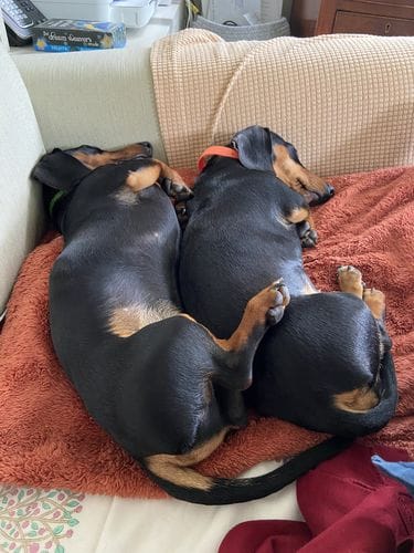 Customer photo review of Grain-Free Duck with Sweet Potato & Orange (Small Kibble)