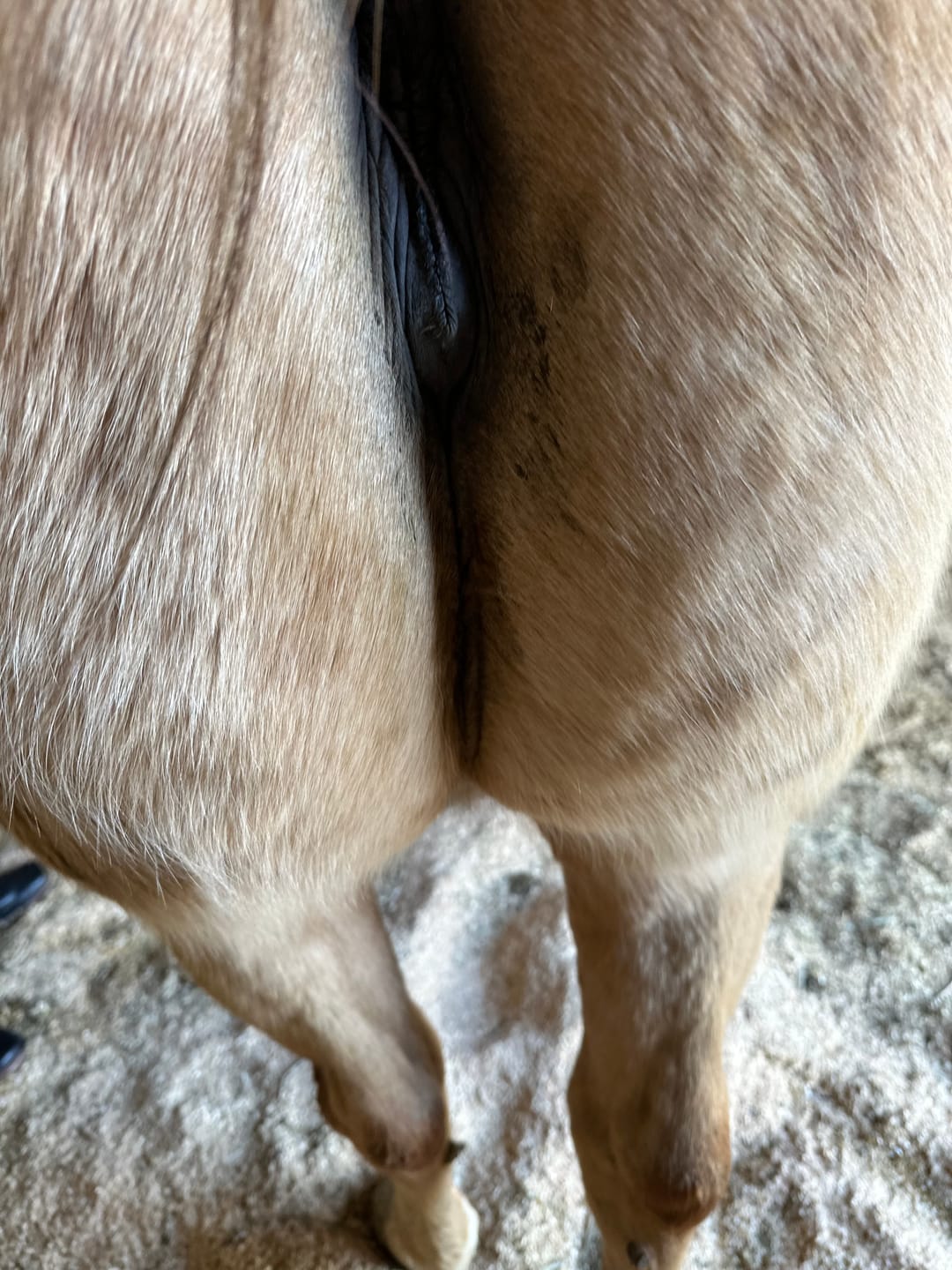 Customer photo review of Equine Aloe Vera Juice