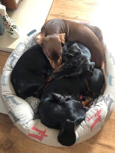 Customer photo review of Superfood Angus Beef with Carrot, Green Beans, Cauliflower, Tomato & Courgette (Small Kibble)