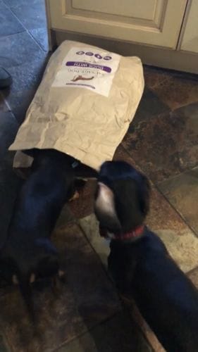 Customer photo review of Grain-Free Duck with Sweet Potato & Orange (Small Kibble)