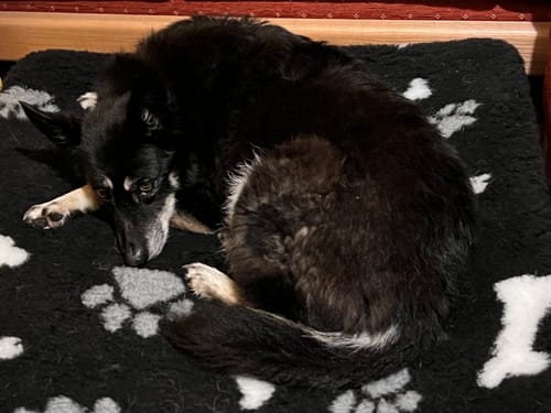 Customer photo review of Black Paw Bone Cosy Sleeve