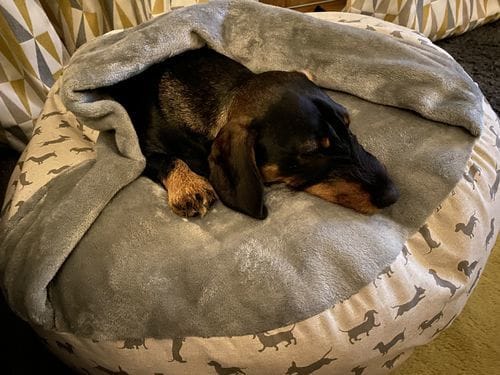 Customer photo review of Grain-Free Light Turkey with Sweet Potato & Cranberry