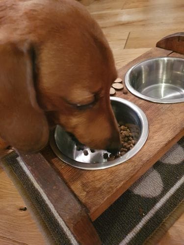 Customer photo review of Grain-Free Lamb with Sweet Potato & Mint