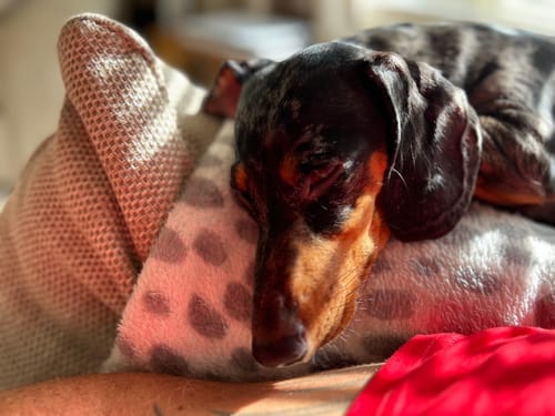 Customer photo review of Grain-Free Duck with Sweet Potato & Orange (Small Kibble)