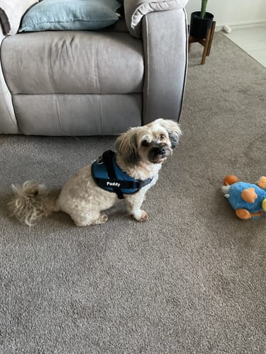 Customer photo review of No Pull Dog Harness Australia
