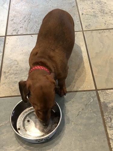 Customer photo review of Grain-Free Chicken with Sweet Potato & Herbs