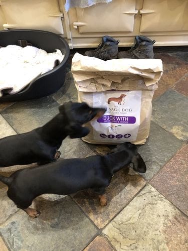 Customer photo review of Grain-Free Duck with Sweet Potato & Orange (Small Kibble)