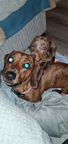 Customer photo review of Superfood Angus Beef with Carrot, Green Beans, Cauliflower, Tomato & Courgette (Small Kibble)