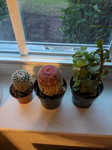Customer photo review of Elephant Bush | Portulacaria afra