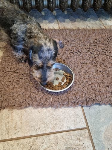 Customer photo review of Grain-Free Venison with Mulberry & Sweet Potato