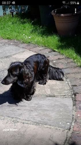 Customer photo review of Superfood Angus Beef with Carrot, Green Beans, Cauliflower, Tomato & Courgette (Small Kibble)