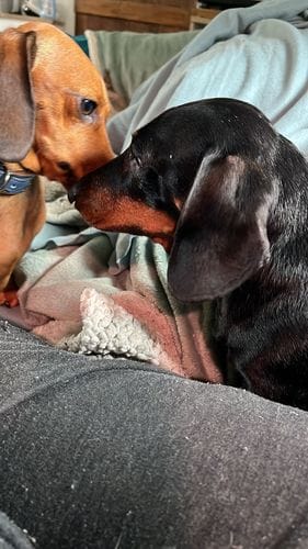 Customer photo review of Superfood Angus Beef with Carrot, Green Beans, Cauliflower, Tomato & Courgette (Small Kibble)