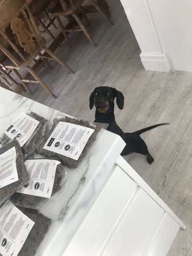 Customer photo review of Grain-Free Lamb with Sweet Potato & Mint