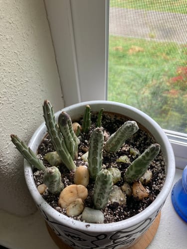 Customer photo review of Pickle Plant | Senecio Stapeliiformis