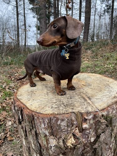 Customer photo review of Grain-Free Duck with Sweet Potato & Orange (Small Kibble)