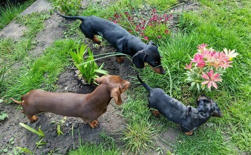 Customer photo review of Superfood Angus Beef with Carrot, Green Beans, Cauliflower, Tomato & Courgette (Small Kibble)