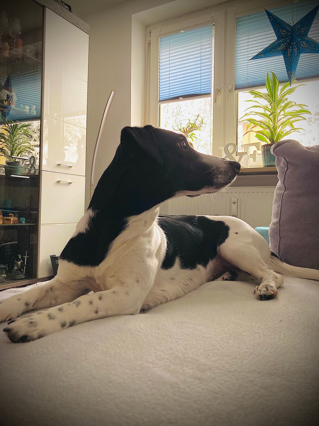 Customer photo review of DNA Test Rassebestimmung Basic Hund