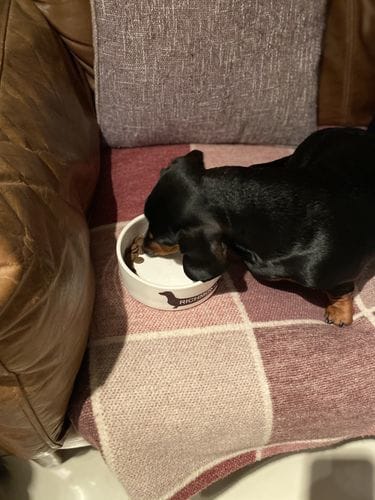 Customer photo review of Grain-Free Duck with Sweet Potato & Orange (Small Kibble)