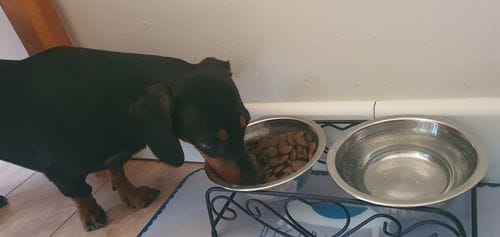 Customer photo review of Grain-Free Light Turkey with Sweet Potato & Cranberry