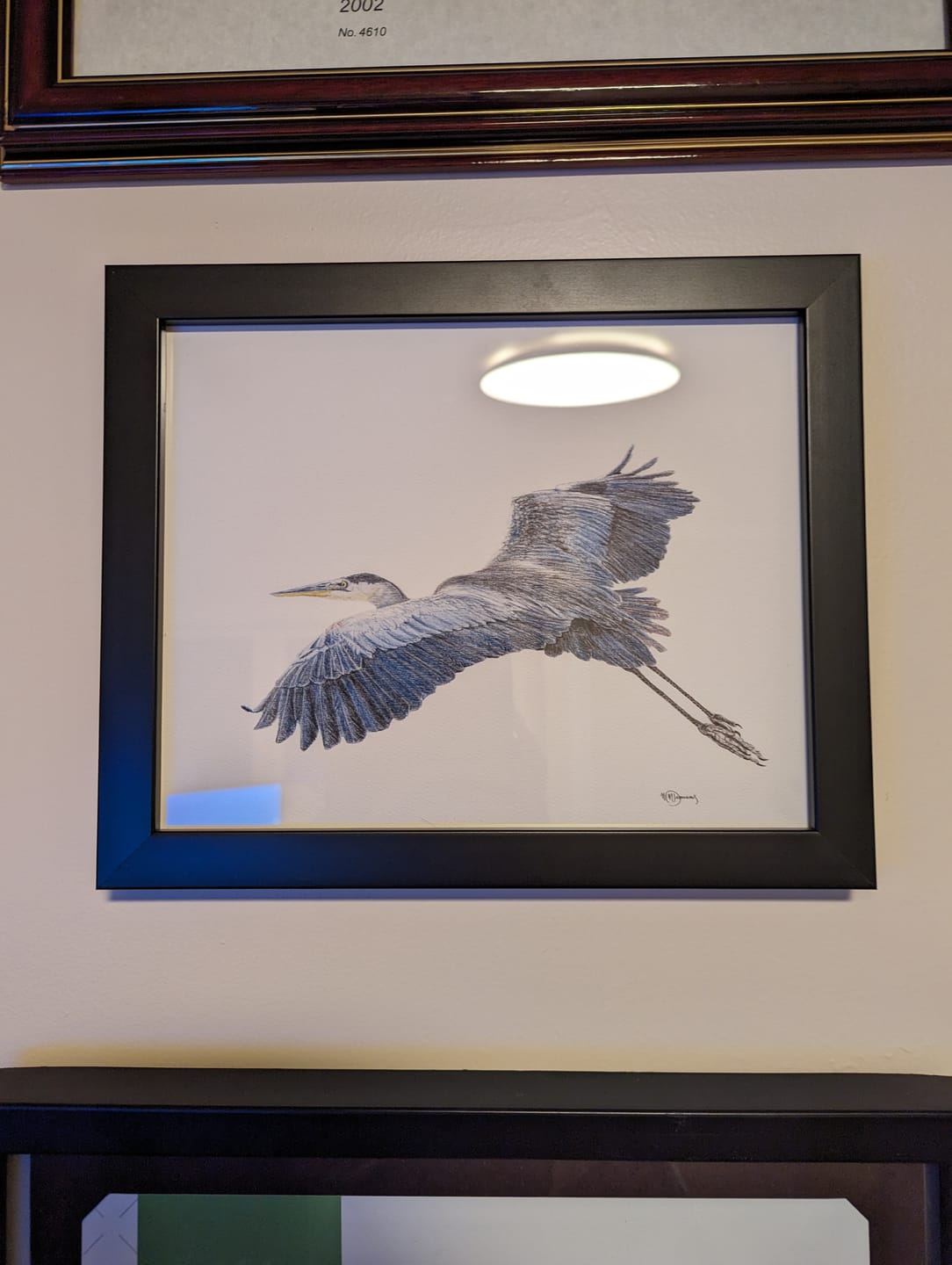 Customer photo review of Great Blue Heron - illustration