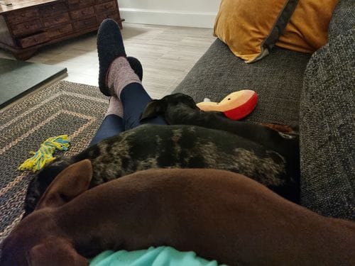 Customer photo review of Superfood Angus Beef with Carrot, Green Beans, Cauliflower, Tomato & Courgette (Small Kibble)
