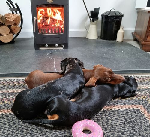 Customer photo review of Superfood Angus Beef with Carrot, Green Beans, Cauliflower, Tomato & Courgette (Small Kibble)
