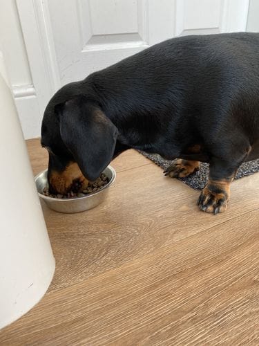 Customer photo review of Superfood Angus Beef with Carrot, Green Beans, Cauliflower, Tomato & Courgette (Small Kibble)