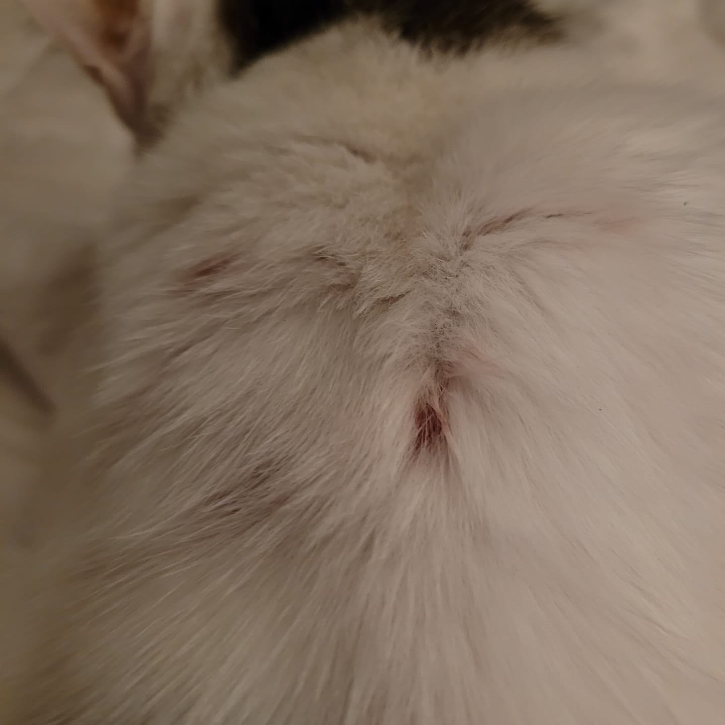 Customer photo review of Healthy Skin for Cats - Cat Miliary Dermatitis, Skin Allergy & Cat Scabs Remedy