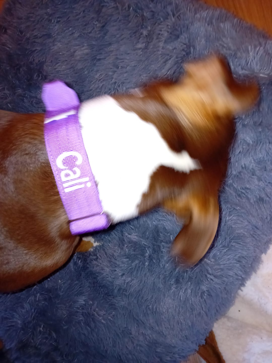 Customer photo review of 4cm Combat® Collar | With Handle & Rated Clip - Purple v2.0