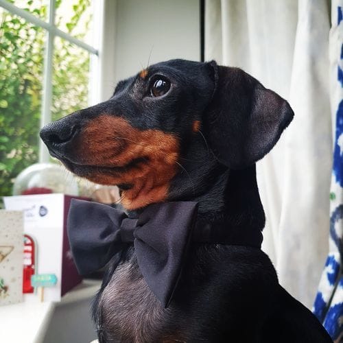 Customer photo review of Grain-Free Duck with Sweet Potato & Orange (Small Kibble)