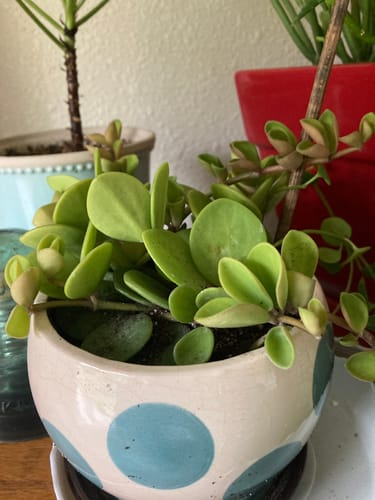 Customer photo review of Hope Peperomia | Peperomia Hope