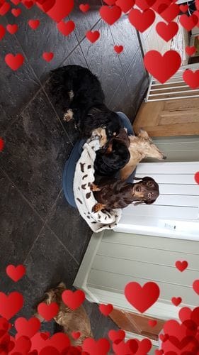 Customer photo review of Grain-Free Duck with Sweet Potato & Orange (Small Kibble)