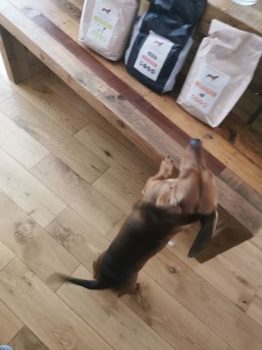 Customer photo review of Superfood Angus Beef with Carrot, Green Beans, Cauliflower, Tomato & Courgette (Small Kibble)