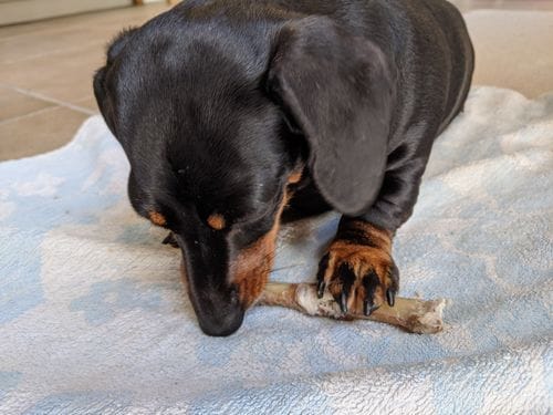 Customer photo review of Grain-Free Duck with Sweet Potato & Orange (Small Kibble)