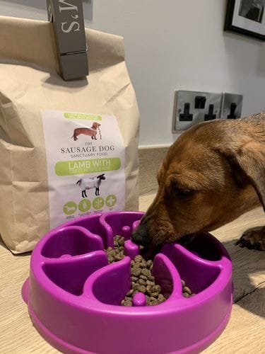 Customer photo review of Grain-Free Lamb with Sweet Potato & Mint